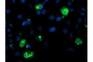 Immunofluorescence (IF) image for anti-Lipoprotein Lipase (LPL) (AA 28-475) antibody (ABIN1491321) (Lipoprotein Lipase anticorps  (AA 28-475))