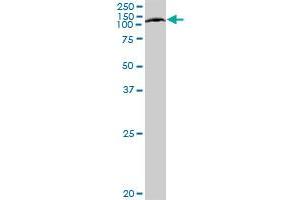 ABCF1 MaxPab polyclonal antibody.