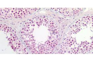Immunohistochemistry of paraffin-embedded Human testis using CCNL2 Polyclonal Antibody at dilution of 1:200.
