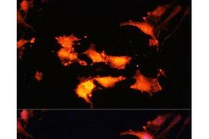 Immunofluorescence analysis of C6 cells using FLCN Polyclonal Antibody at dilution of 1:100.