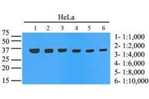 Cell lysates of HeLa (35 ug) were resolved by SDS-PAGE, transferred to nitrocellulose membrane and probed with anti-human GAPDH. (GAPDH anticorps  (AA 1-335))