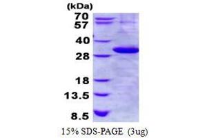 Image no. 1 for Kallikrein 1 (KLK1) protein (His tag) (ABIN6387054)