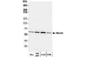 Western Blotting (WB) image for anti-Multiple Endocrine Neoplasia 1 (MEN1) (C-Term) antibody (ABIN7454589)