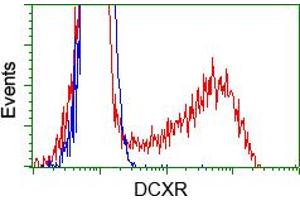 Image no. 3 for anti-Dicarbonyl/L-Xylulose Reductase (DCXR) antibody (ABIN1497784) (DCXR anticorps)