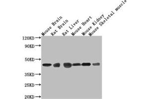 Western Blot Positive WB detected in: Mouse brain tissue, Mouse stomach tissue, Mouse skeletal muscle tissue, Rat heart tissue, Rat liver tissue, Rat spleen tissue All lanes: Fgf15 antibody at 3.