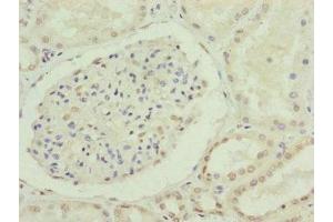 Immunohistochemistry of paraffin-embedded human kidney tissue using ABIN7147286 at dilution of 1:100