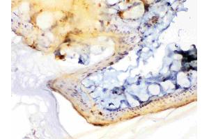 Periplakin was detected in paraffin-embedded sections of rat skin tissues using rabbit anti- Periplakin Antigen Affinity purified polyclonal antibody (Catalog # ) at 1 µg/mL.