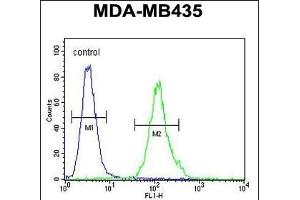 M4A4A Antibody (N-term) (ABIN654770 and ABIN2844450) flow cytometric analysis of MDA-M cells (right histogram) compared to a negative control cell (left histogram). (MS4A4A anticorps  (N-Term))