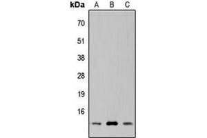 Western blot analysis of SUPT4H expression in HeLa (A), NS-1 (B), PC12 (C) whole cell lysates.