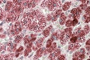 AP23662PU-N Cyb5r3 antibody staining of paraffin embedded Human Adrenal Gland at 3. (CYB5R3 anticorps  (C-Term))