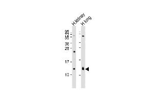 REG3g anticorps  (AA 89-116)