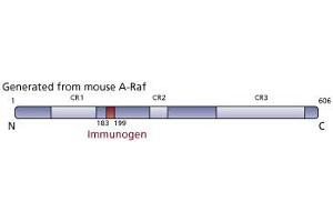 Image no. 3 for anti-V-Raf Murine Sarcoma 3611 Viral Oncogene Homolog (ARAF) (AA 183-199) antibody (ABIN967727) (ARAF anticorps  (AA 183-199))