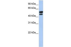 WB Suggested Anti-VIM Antibody Titration:  0. (Vimentin anticorps  (N-Term))