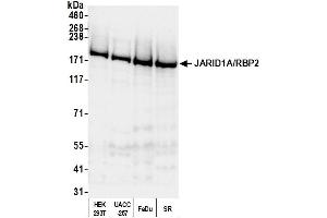 Western Blotting (WB) image for anti-Lysine (K)-Specific Demethylase 5A (KDM5A) (AA 1640-1690) antibody (ABIN7450376) (KDM5A anticorps  (AA 1640-1690))