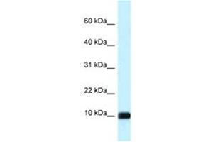 Image no. 1 for anti-Calmodulin Like Protein 3 (CALML3) (AA 63-112) antibody (ABIN6747652) (CALML3 anticorps  (AA 63-112))