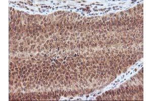 Image no. 8 for anti-Leucine Carboxyl Methyltransferase 1 (LCMT1) antibody (ABIN1499109)