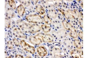 Anti- CRY2 Picoband antibody,IHC(P) IHC(P): Mouse Kidney Tissue (CRY2 anticorps  (N-Term))
