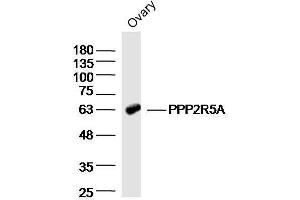 Mouse ovary lysates probed with PPP2R5A Polyclonal Antibody  at 1:300 overnight at 4°C followed by a conjugated secondary antibody for 60 minutes at 37°C.