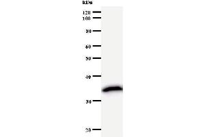 Western Blotting (WB) image for anti-TAF9B RNA Polymerase II, TATA Box Binding Protein (TBP)-Associated Factor, 31kDa (TAF9B) antibody (ABIN933163)