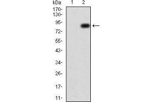Western blot analysis using TIP60 mAb against HEK293 (1) and TIP60 (AA: 18-208)-hIgGFc transfected HEK293 (2) cell lysate.