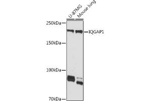 Western blot analysis of extracts of various cell lines, using IQG Rabbit mAb (ABIN7268019) at 1:1000 dilution. (IQGAP1 anticorps)