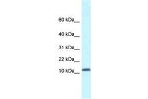 Image no. 1 for anti-Single-Stranded DNA Binding Protein 1 (SSBP1) (AA 16-65) antibody (ABIN6747554) (SSBP1 anticorps  (AA 16-65))