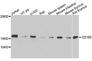 Western blot analysis of extracts of various cell lines, using CD160 antibody. (CD160 anticorps  (AA 1-181))