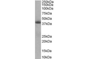 Image no. 1 for anti-Translocase of Inner Mitochondrial Membrane 50 Homolog (TIMM50) (Internal Region) antibody (ABIN374473) (TIMM50 anticorps  (Internal Region))