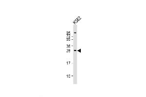 Western Blot at 1:2000 dilution + K562 whole cell lysates Lysates/proteins at 20 ug per lane.