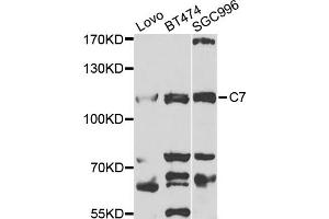 Western blot analysis of extracts of various cell lines, using C7 antibody (ABIN1876582) at 1:1000 dilution. (C7 anticorps)