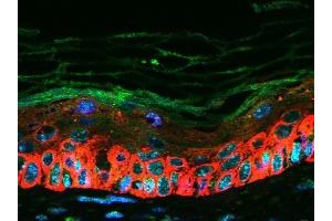 Images kindly provided by Dr.