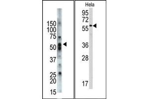 Image no. 1 for anti-Signal Transducing Adaptor Molecule (SH3 Domain and ITAM Motif) 1 (STAM) (C-Term) antibody (ABIN357620)