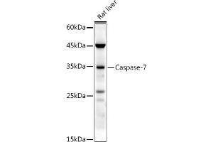 Western blot analysis of extracts of Rat liver, using Caspase-7 antibody (ABIN3022071, ABIN3022072, ABIN3022073 and ABIN6218596) at 1:500 dilution. (Caspase 7 anticorps  (AA 24-303))
