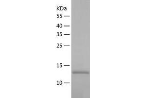 Western Blotting (WB) image for Basic Leucine Zipper ATF-like Transcription Factor (BATF) (AA 1-125) protein (His tag) (ABIN7121976)