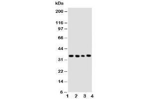 Western blot testing of Bub3 antibody and Lane 1:  HeLa (BUB3 anticorps  (Middle Region))