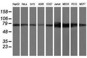 Image no. 2 for anti-Tubulin tyrosine Ligase-Like Family, Member 12 (TTLL12) antibody (ABIN1499030) (TTLL12 anticorps)