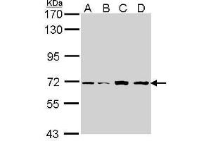 WB Image Sample (30 ug of whole cell lysate) A: H1299 B: Hep G2 , C: Molt-4 , D: Raji 7. (IRAK2 anticorps)