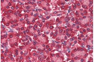 Human Pancreas (formalin-fixed, paraffin-embedded) stained with EIF4ENIF1 antibody ABIN337018 at 5 ug/ml followed by biotinylated anti-goat IgG secondary antibody ABIN481715, alkaline phosphatase-streptavidin and chromogen. (EIF4ENIF1 anticorps  (AA 974-986))