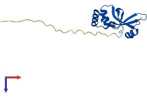 AlphaFold protein structure predicition of Human Recombinant SRXN1 Protein, UniprotID Q9BYN0