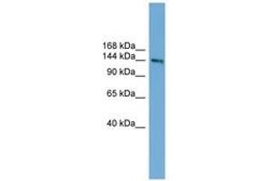 anti-Deleted in Colorectal Carcinoma (DCC) (AA 1079-1128) antibody