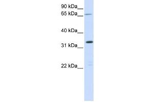 Western Blotting (WB) image for anti-Chromosome 19 Open Reading Frame 47 (C19orf47) antibody (ABIN2459199) (C19orf47 anticorps)