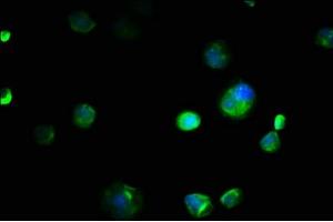 Immunofluorescence staining of MCF-7 cells with ABIN7151982 at 1:133, counter-stained with DAPI. (COX4NB anticorps  (AA 1-210))