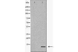 Western blot analysis of extracts of SGC7901, using CCL4 antibody. (CCL4 anticorps  (Internal Region))