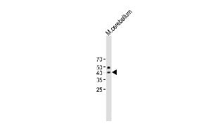All lanes : Anti-QPCTL Antibody (C-term) at 1:1000 dilution Lane 1:Mouse cerebellum lysate Lysates/proteins at 20 μg per lane.