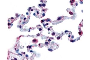 Anti-FFAR2 / GPR43 antibody IHC of human lung.