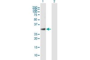 Western Blot analysis of TTC35 expression in transfected 293T cell line by TTC35 MaxPab polyclonal antibody. (TTC35 anticorps  (AA 1-297))