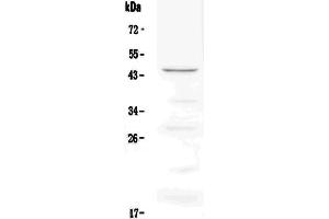 Western blot analysis of CD134/OX40 using anti-CD134/OX40 antibody .