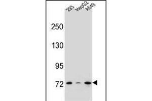 ZN Antibody (N-term) (ABIN656449 and ABIN2845734) western blot analysis in 293,HepG2,A549 cell line lysates (35 μg/lane).