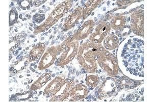 CDH8 antibody was used for immunohistochemistry at a concentration of 4-8 ug/ml to stain Epithelial cells of renal tubule (arrows) in Human Kidney. (Cadherin 8 anticorps  (Middle Region))