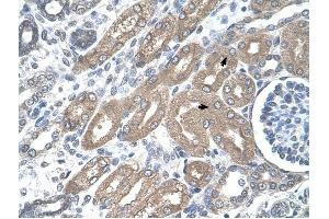 CDH8 antibody was used for immunohistochemistry at a concentration of 4-8 ug/ml to stain Epithelial cells of renal tubule (arrows) in Human Kidney. (Cadherin 8 anticorps  (Middle Region))